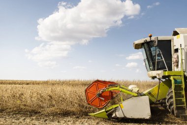 Soya tarlası ve soya fasulyesi hasadı..