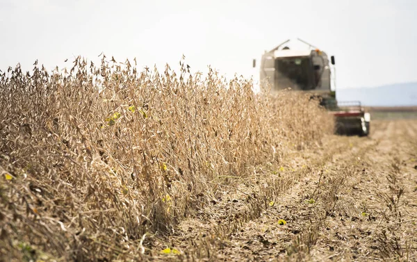 Colheita de campo de soja com colheitadeira. — Fotografia de Stock