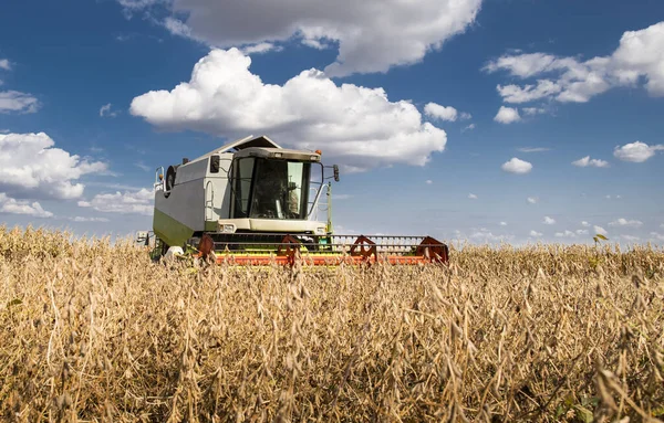 Harvesting of soybean field with combine. — Stock Photo, Image