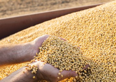 Soya fasulyesi tutan köylünün elleri 