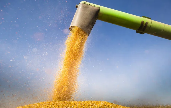 Unloading corn maize seeds. — Stock Photo, Image