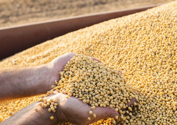 大豆を持つ農民の手 — ストック写真