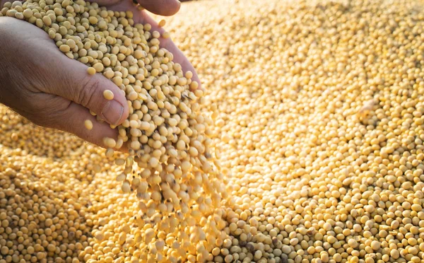 Mani di contadini che tengono i semi di soia — Foto Stock