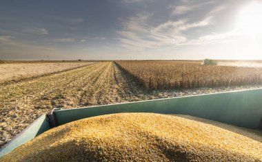 Gün batımında mısırları toplamak