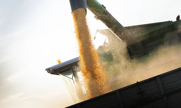 Verter grano de maíz en el remolque tractor al atardecer . —  Fotos de Stock