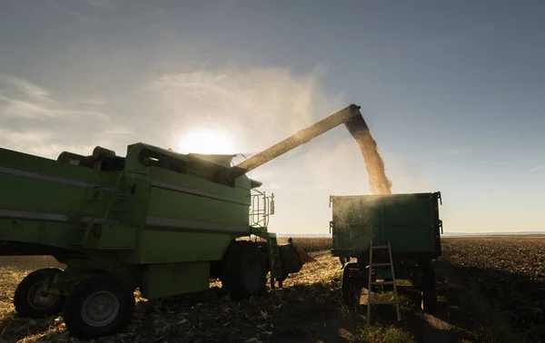 Maiskorn im Sonnenuntergang in Traktoranhänger gegossen. — Stockfoto