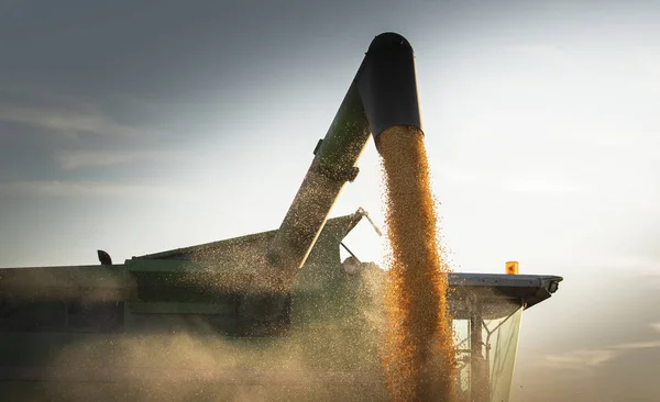 Pouring corn grain into tractor trailer in sunset. — 스톡 사진