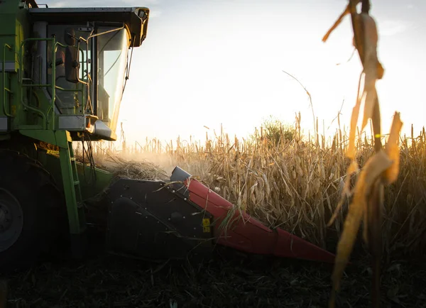 Combine harvesting corn in sunset — Stock Photo, Image