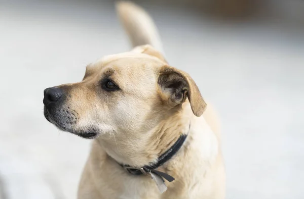 Close Portrait Cute Yellow Dog Mixed Breed — Stock Photo, Image