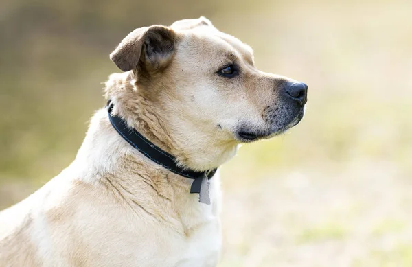 Close Portrait Cute Yellow Dog Mixed Breed — Stock Photo, Image