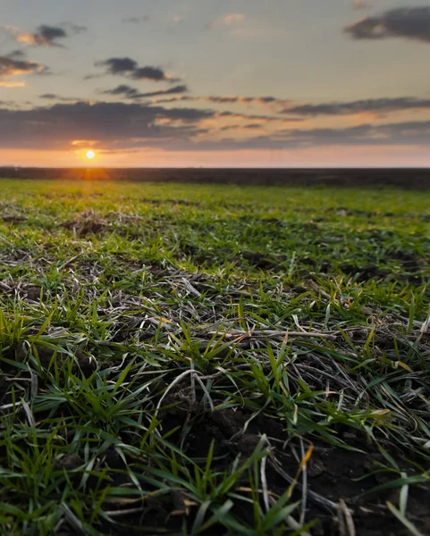 Zonsondergang Zonsopgang Zon Het Platteland Tarweveld — Stockfoto