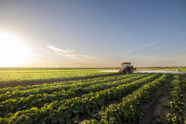Tractor spraying pesticides on vegetable field  with sprayer at spring clipart