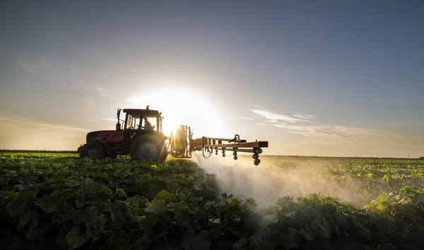 Trekker Sproeien Pesticiden Plantaardige Akker Met Sproeiapparaat Het Voorjaar — Stockfoto