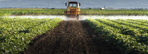 Пестициды Трактора Овощном Поле Распылителем Весной — стоковое фото