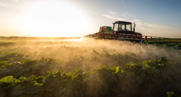 Tracteur Pulvérisation Pesticides Sur Les Champs Légumes Avec Pulvérisateur Printemps — Photo