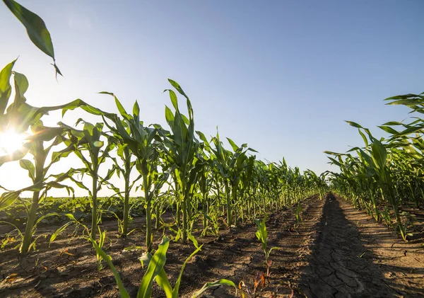 Reihen Sonnenbeschienener Junger Maispflanzen Auf Einem Feuchten Feld — Stockfoto
