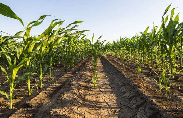 Reihen Sonnenbeschienener Junger Maispflanzen Auf Einem Feuchten Feld — Stockfoto