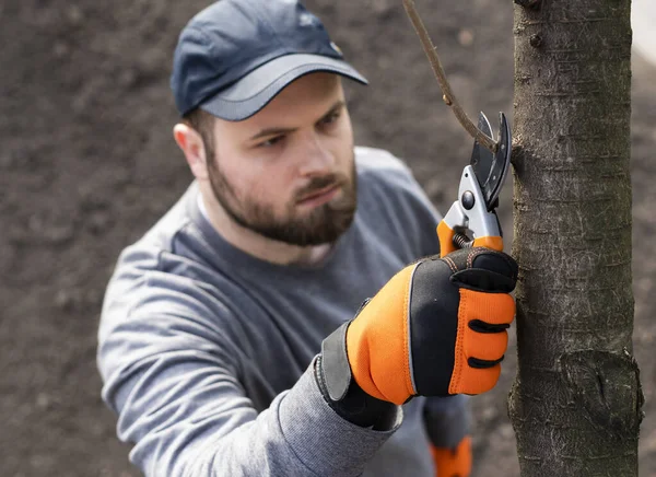 Beskärning Träd Med Sekatörer Skärare Utrustning — Stockfoto