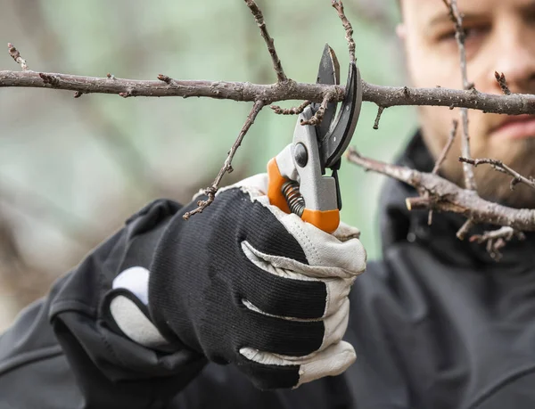 Memangkas Pohon Dengan Secateurs Cutter Peralatan — Stok Foto