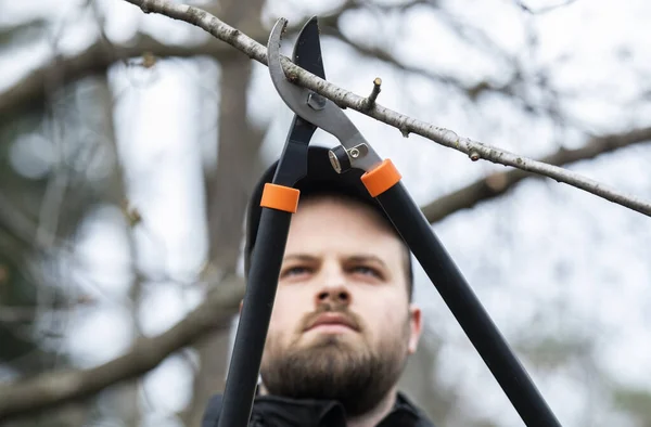 Memangkas Pohon Dengan Secateurs Cutter Peralatan — Stok Foto