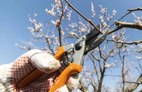 Beskärning Träd Med Sekatörer Skärare Utrustning — Stockfoto