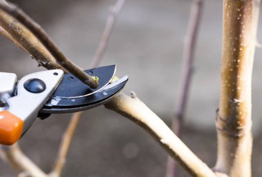 Mezhepçilerle ağaç budamak. Kesici, ekipman.