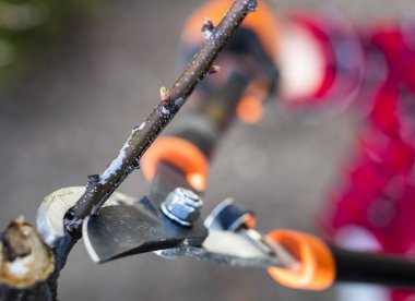 El ele tutuşan budama makası, budama ya da dalları bir ağaçtan ya da çalıdan budama