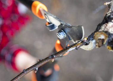 El ele tutuşan budama makası, budama ya da dalları bir ağaçtan ya da çalıdan budama