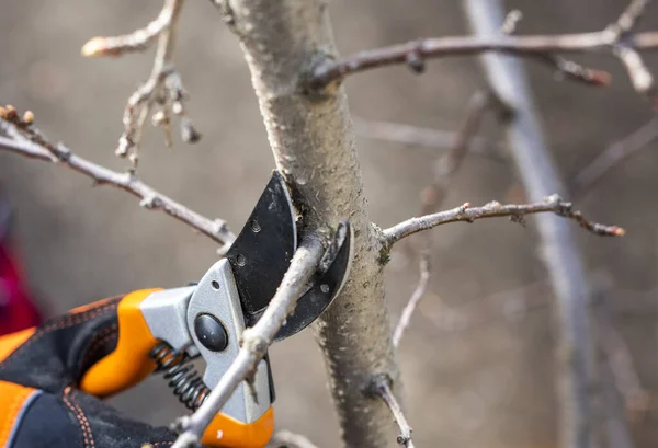 Hand Holding Pruning Shears Pruning Trimming Branches Tree Bush — Stock Photo, Image