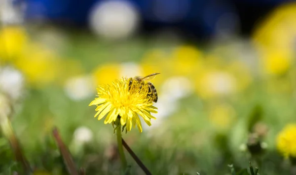 Biet Njuter Solig Dag Och Samlar Honung Maskros Blomma — Stockfoto