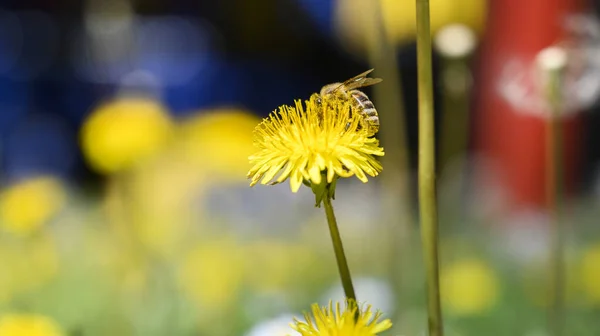 Bee Enjoys Sunny Day Collects Honey Dandelion Flower — Stock Photo, Image