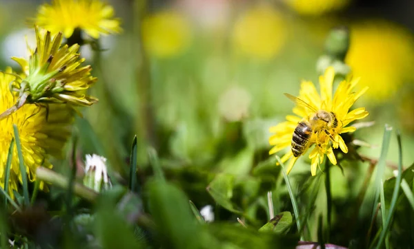 Pszczoła Cieszy Się Słonecznym Dniem Zbiera Miód Kwiatach Mniszka Lekarskiego — Zdjęcie stockowe