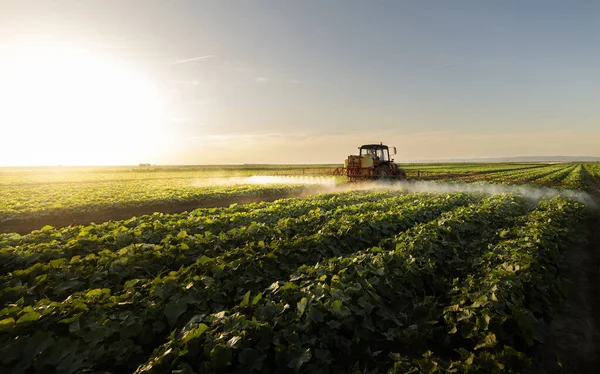 Trekker Sproeien Pesticiden Plantaardige Akker Met Sproeiapparaat Het Voorjaar — Stockfoto