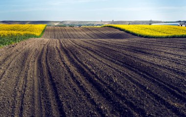 Kanola ya da kolza tarlasının tarım arazisi 