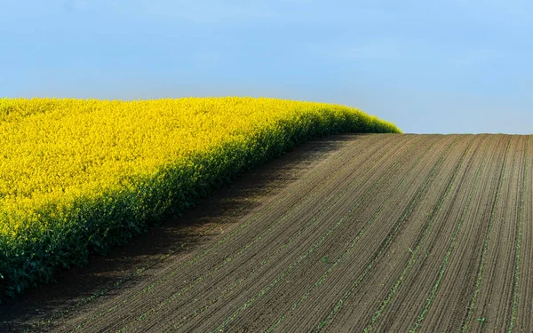 菜の花畑 菜の花畑の農業景観 — ストック写真