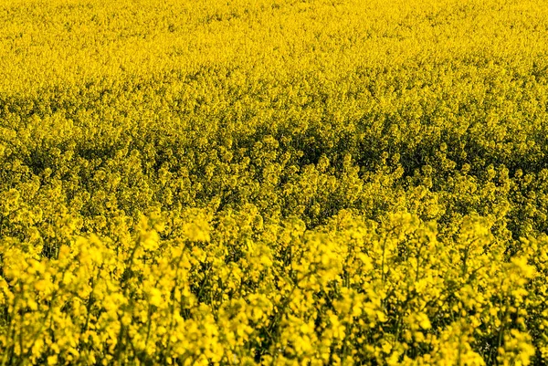 Jordbrukslandskap Raps Eller Raps Gård Fält — Stockfoto