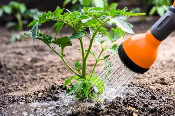 Watering Seedling Tomato Plant Greenhouse Garden Red Watering Can — Stock Photo, Image