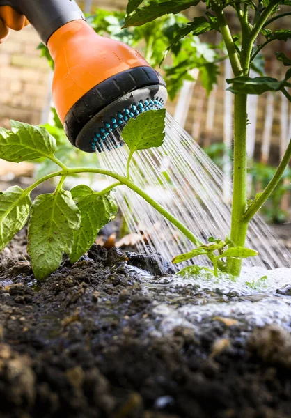 Riego Planta Tomate Plántulas Jardín Invernadero Con Regadera Roja —  Fotos de Stock