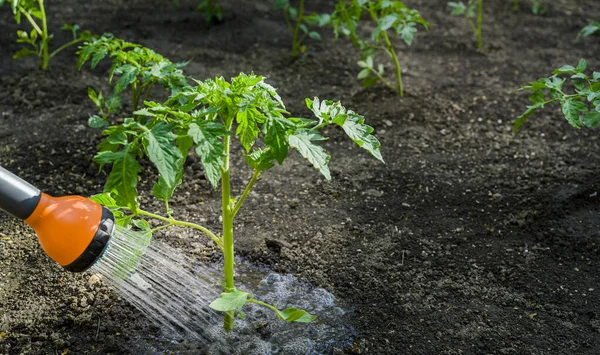 Water Geven Zaailing Tomaat Plant Serre Tuin Met Rode Gieter — Stockfoto