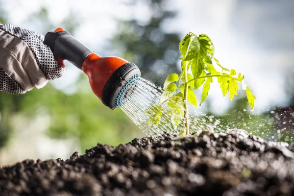 Riego Planta Tomate Plántulas Jardín Invernadero Con Regadera Roja —  Fotos de Stock