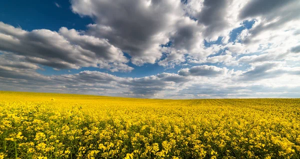 Agricultural Landscape Canola Rapeseed Farm Field — Stock Photo, Image