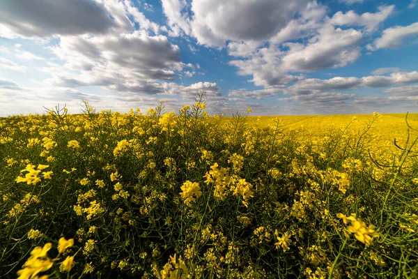 Agricultural Landscape Canola Rapeseed Farm Field — Stock Photo, Image