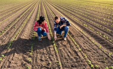 Genç çiftçiler baharda ekilen mısırları inceliyor.