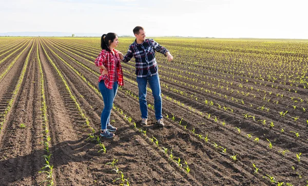 Giovani Agricoltori Examing Piantato Mais Giovane Primavera — Foto Stock