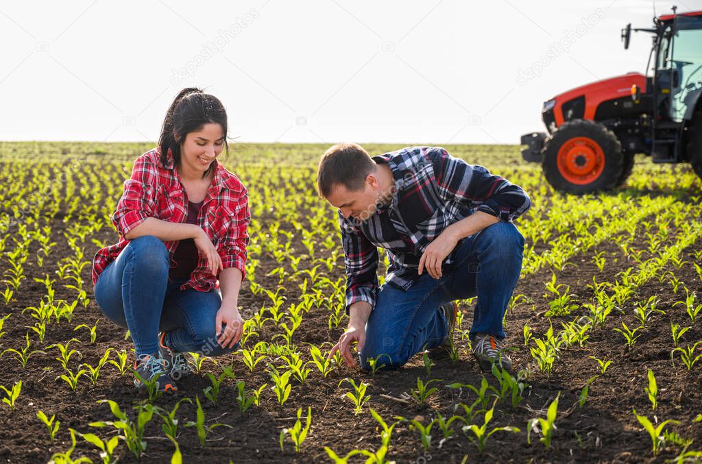 Young farmers examing planted young corn in spring