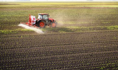 Traktör bahar aylarında mısır tarlasına böcek ilacı püskürtüyor.