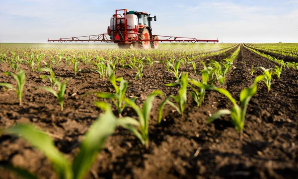 Tractor Rociando Pesticidas Campo Maíz Con Pulverizador Primavera —  Fotos de Stock