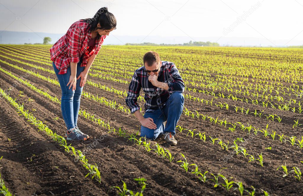 Young farmers examing planted young corn in spring
