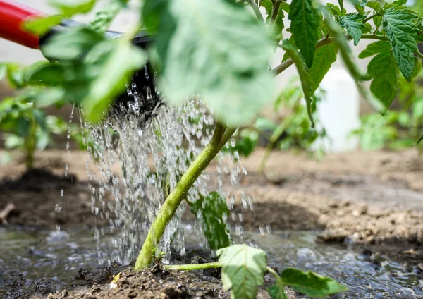 Riego Planta Tomate Plántulas Jardín Invernadero Con Regadera Roja —  Fotos de Stock