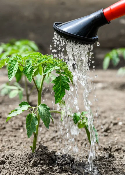 Mengairi Tanaman Tomat Kebun Rumah Kaca Dengan Air Kaleng — Stok Foto